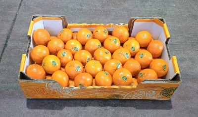 Foto Clementini Varietà Orri Calibro 1 Origine Israele Marchio Shoham      1