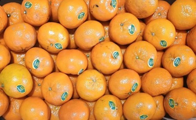 Foto Clementini Varietà Orri Calibro 1 Origine Israele Marchio Shoham      2