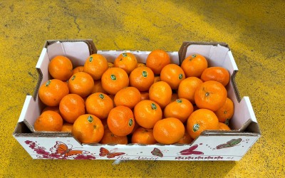 Foto Clementini Orri Calibro 1/1x Origine Israele Marchio Shoam 1