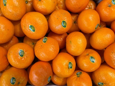 Foto Clementini Orri Calibro 1/1x Origine Israele Marchio Shoam 2