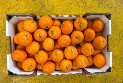 Foto Clementini Orri Calibro 1/1x Origine Israele Marchio Shoam 3