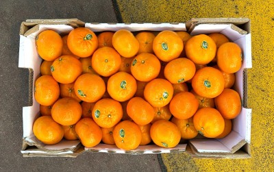 Foto Clementini Varietà Orri Calibro 1x Origine Israele Marchio Shoham   3