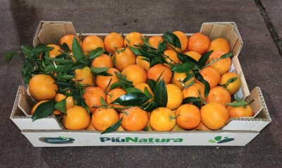 Foto Clementini Senza Semi  Calibro 2 Origine Spagna Marchio Più Natura 1