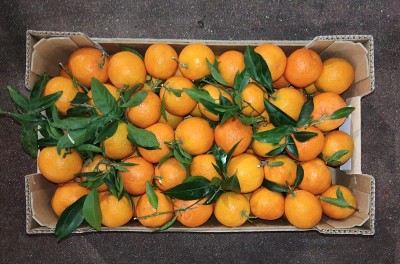 Foto Clementini Senza Semi  Calibro 2 Origine Spagna Marchio Più Natura 3