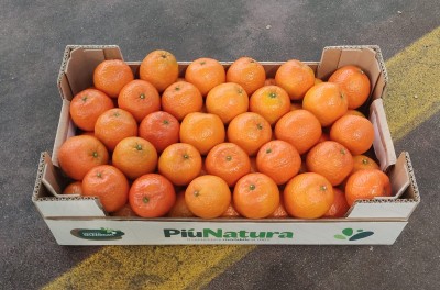 Foto Clementini  Varietà Oronules Calibro 1 Origine Spagna Marchio Piu Natura 1