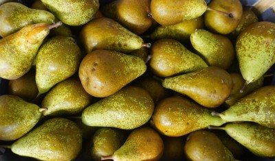 Foto Pere Conference Calibro 60+ Origine Italia Marchio Sattin  2