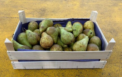 Foto Pere Conference Calibro 70/80 Origine Olanda Marchio Agricola Gloria 1