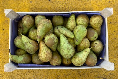 Foto Pere Conference Calibro 70/80 Origine Olanda Marchio Agricola Gloria 3