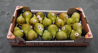 Foto Pere Conference Calibro 20 Origine Spagna Marchio El Panal  1