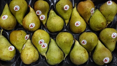 Foto Pere Conference Calibro 20 Origine Spagna Marchio El Panal  2