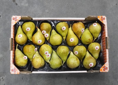 Foto Pere Conference Calibro 20 Origine Spagna Marchio El Panal  3