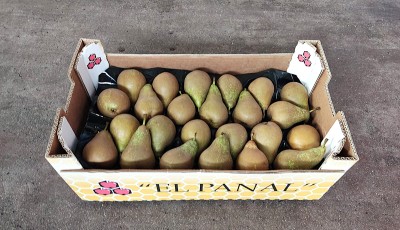 Foto Pere Conference Calibro 24  Origine Spagna Marchio El Panal  1