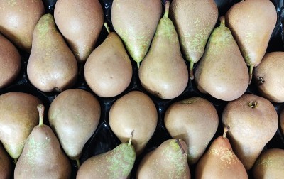 Foto Pere Conference Calibro 24  Origine Spagna Marchio El Panal  2