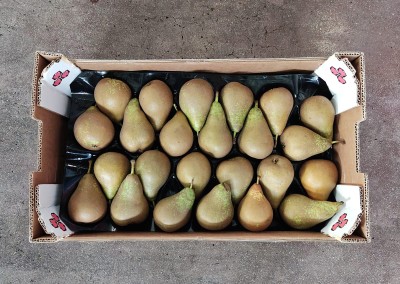 Foto Pere Conference Calibro 24  Origine Spagna Marchio El Panal  3