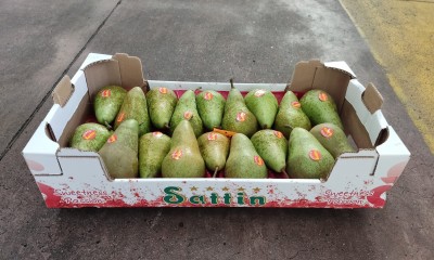 Foto Pere Conference Calibro 18 Origine Italia Marchio Sattin 1