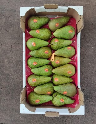 Foto Pere Conference Calibro 18 Origine Italia Marchio Sattin 3