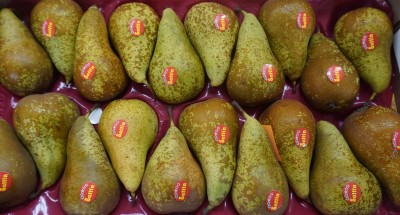 Foto Pere Conference Lavorazione In Padella  Calibro 20 Origine Italia Marchio Sattin  2