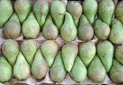 Foto Pere Conference Origine Italia Marchio Cartone Nero  2