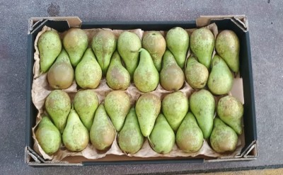 Foto Pere Conference Origine Italia Marchio Cartone Nero  3