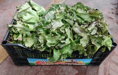 Foto Canasta Orogine Italia Marchio Pallavicino 1