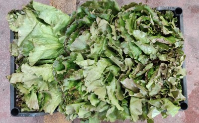 Foto Canasta Orogine Italia Marchio Pallavicino 2