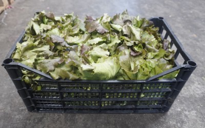 Foto Canasta Origine Italia Marchio Pallavicino 1