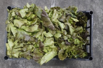 Foto Canasta Origine Italia Marchio Pallavicino 2