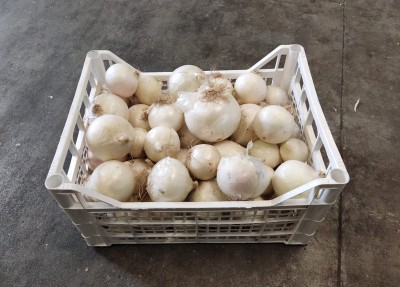 Foto Cipolle Bianche Origine Italia Marchio Arnone 1