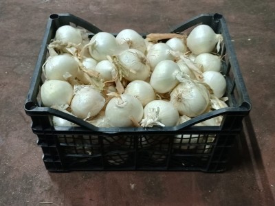 Foto Cipolle Bianche Origine Italia Marchio Arnone  1