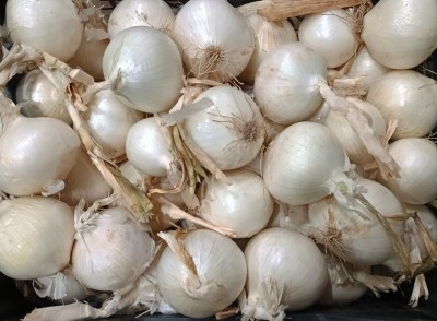 Foto Cipolle Bianche Origine Italia Marchio Arnone  2