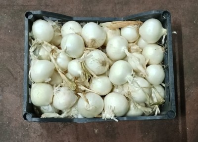 Foto Cipolle Bianche Origine Italia Marchio Arnone  3