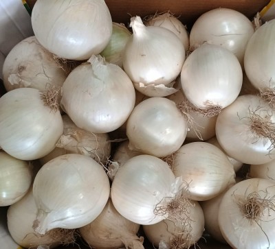Foto Cipolle Bianche Origine Italia Marchio Don Patata   2