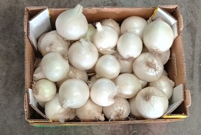 Foto Cipolle Bianche Origine Italia Marchio Don Patata   3