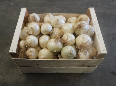 Foto Cipolle Bianche Origine Italia Marchio Don Patata 1