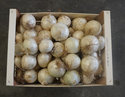 Foto Cipolle Bianche Origine Italia Marchio Don Patata 2