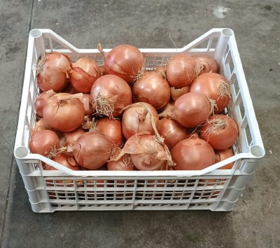 Foto Cipolle Dorate Origine Italia Marchio Arnone	        1