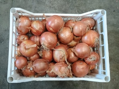 Foto Cipolle Dorate Origine Italia Marchio Arnone	        2