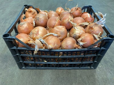 Foto Cipolle Dorate  Lavorazione In Plastica Origine Italia Marchio Ceresani Antonio 1
