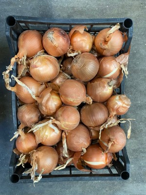 Foto Cipolle Dorate  Lavorazione In Plastica Origine Italia Marchio Ceresani Antonio 2