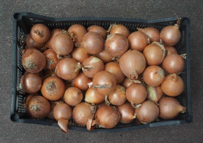 Foto Cipolle  Dorate Origine Francia Marchio Fratelli Arnone 2