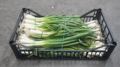 Foto Cipolle Fresche bianche Origine Italia Marchio Battaglio  1