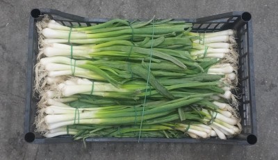 Foto Cipolle Fresche bianche Origine Italia Marchio Battaglio  2