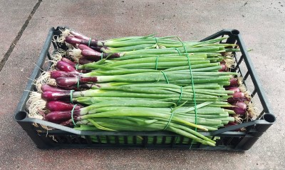 Foto Cipolle Rosse Fresche Origine Italia Marchio Battaglio   1