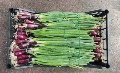 Foto Cipolle Rosse Fresche Origine Italia Marchio Battaglio   2