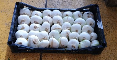 Foto Cipolle Piatte Da Forno Origine Italia Marchio Ruggiero  1