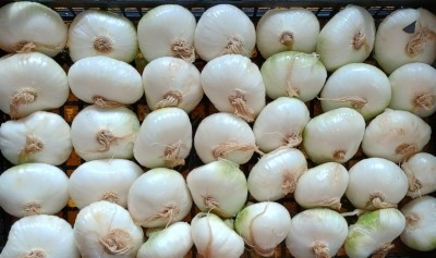 Foto Cipolle Piatte Da Forno Origine Italia Marchio Ruggiero  2