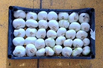 Foto Cipolle Piatte Da Forno Origine Italia Marchio Ruggiero  3