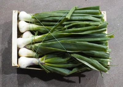 Foto Cipolle Fresche Bianche Origine Italia Marchio Allocca 2