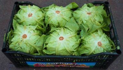 Foto Cappuccina Origine Italia  Marchio Pallavicino 1