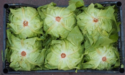 Foto Cappuccina Origine Italia  Marchio Pallavicino 2